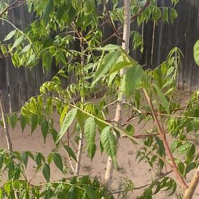 Photo of the plant species Chinese Pistache by @LushAtom31 named Jackie Chan on Greg, the plant care app