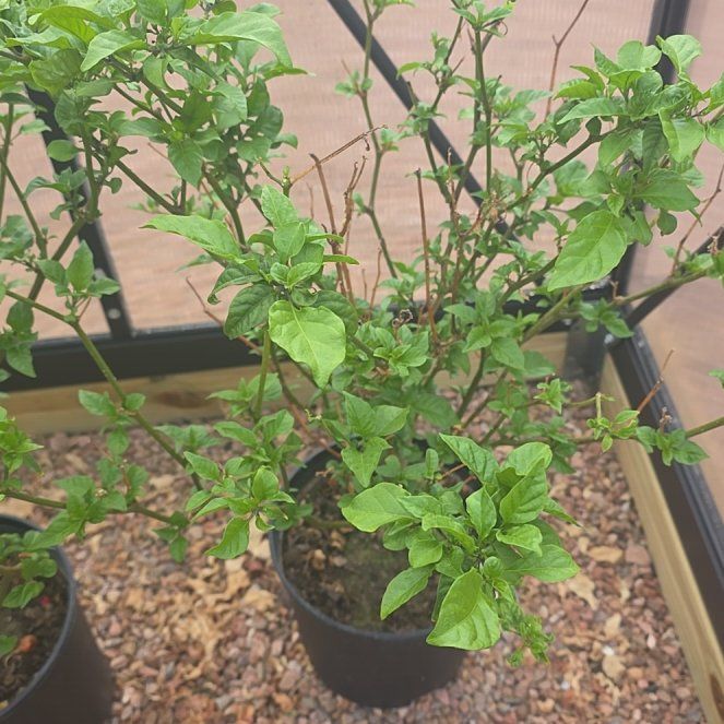 Photo of the plant species Carolina Reaper by @PepperPoppin named Gemma Teller Morrow on Greg, the plant care app