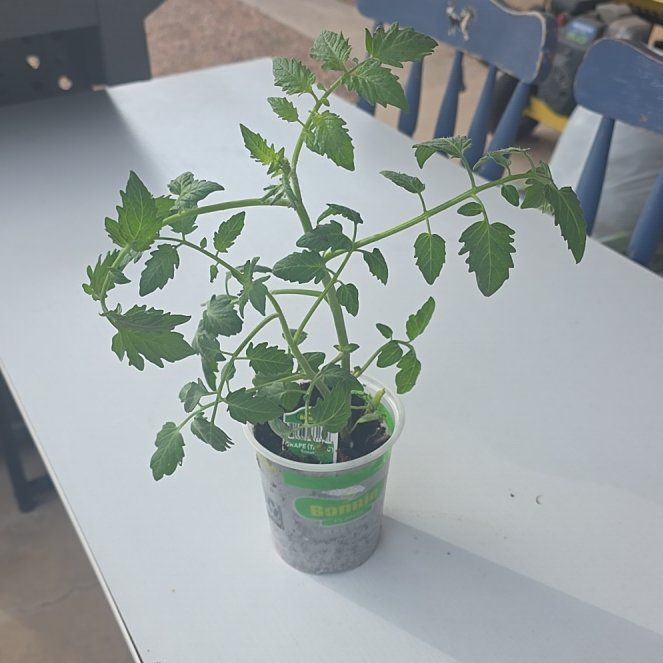 Photo of the plant species Cherry Tomato by @PepperPoppin named Mollie on Greg, the plant care app