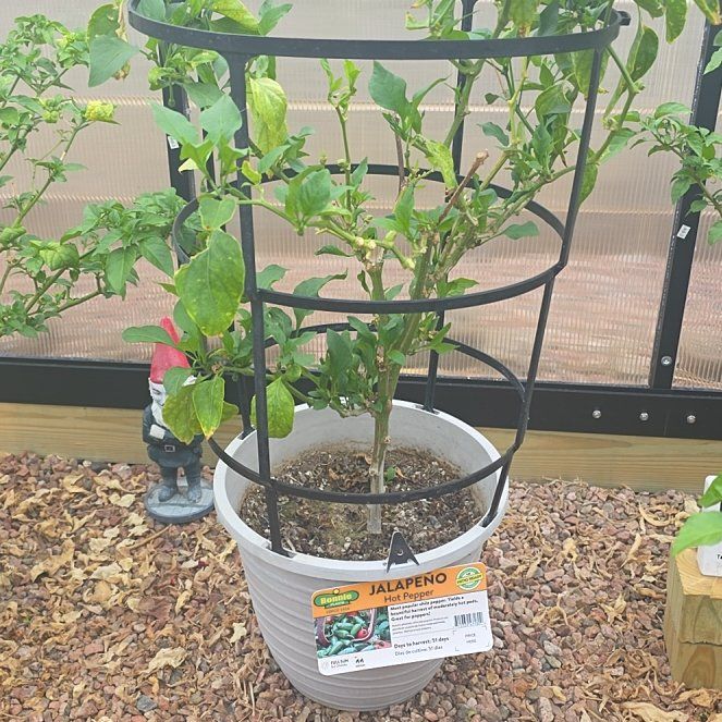 Photo of the plant species Jalapeno Pepper by @PepperPoppin named Hailey on Greg, the plant care app