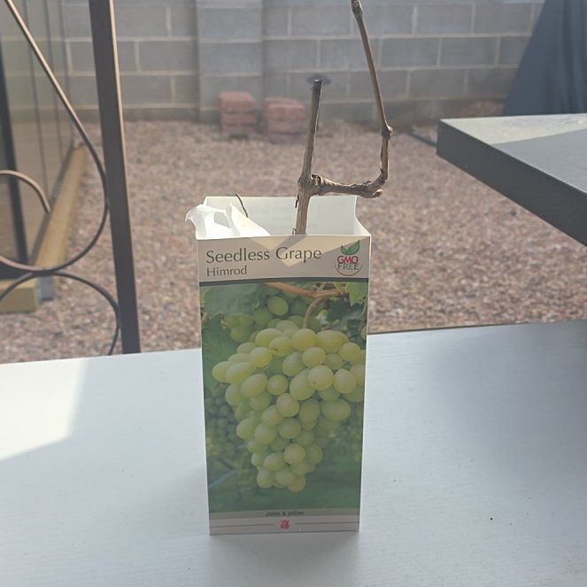 Photo of the plant species Himrod Grape by @PepperPoppin named Emerald on Greg, the plant care app