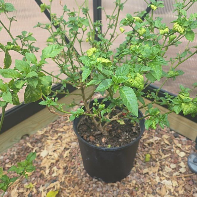 Photo of the plant species Trinidad Moruga Scorpion by @PepperPoppin named Stinger on Greg, the plant care app