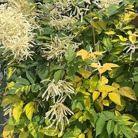 Photo of the plant species Buck's-Beard by @FitBlackgem28 named Rihanna on Greg, the plant care app
