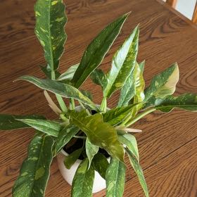 Photo of the plant species Dragon Arum by @UnerringAster66 named Darwin on Greg, the plant care app