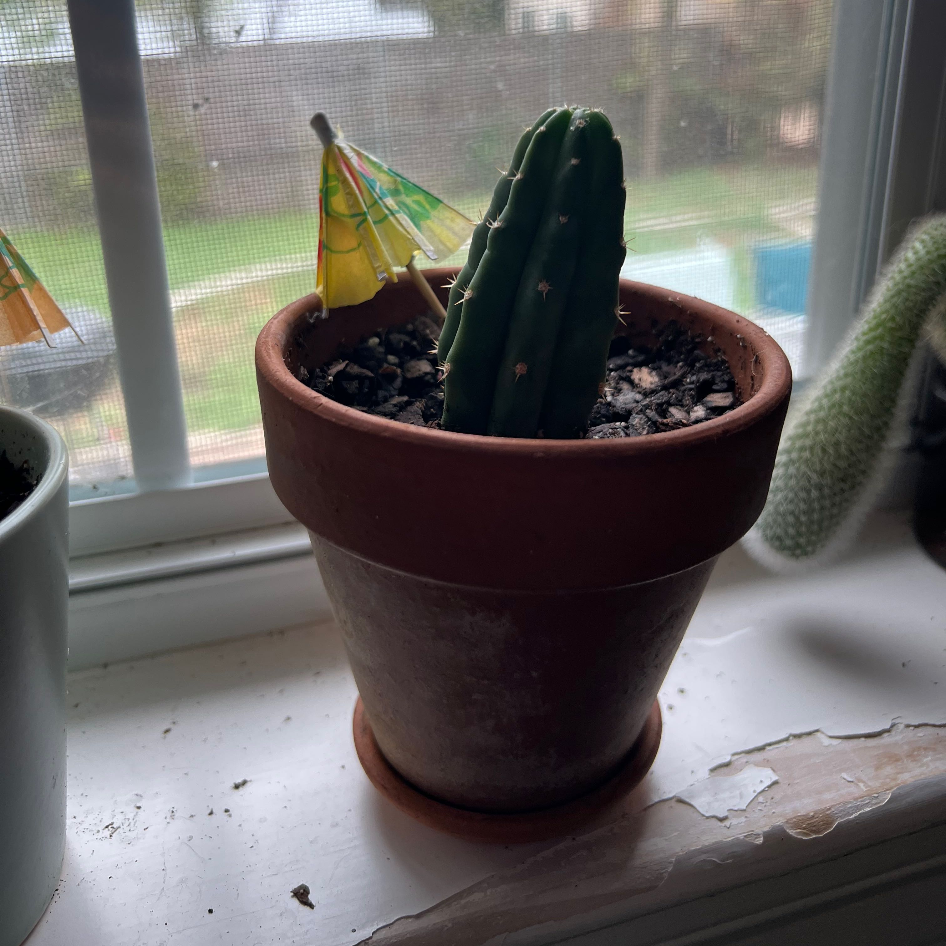Mexican Fence Post Cactus in a terracotta pot on a windowsill with visible soil and decorative elements.