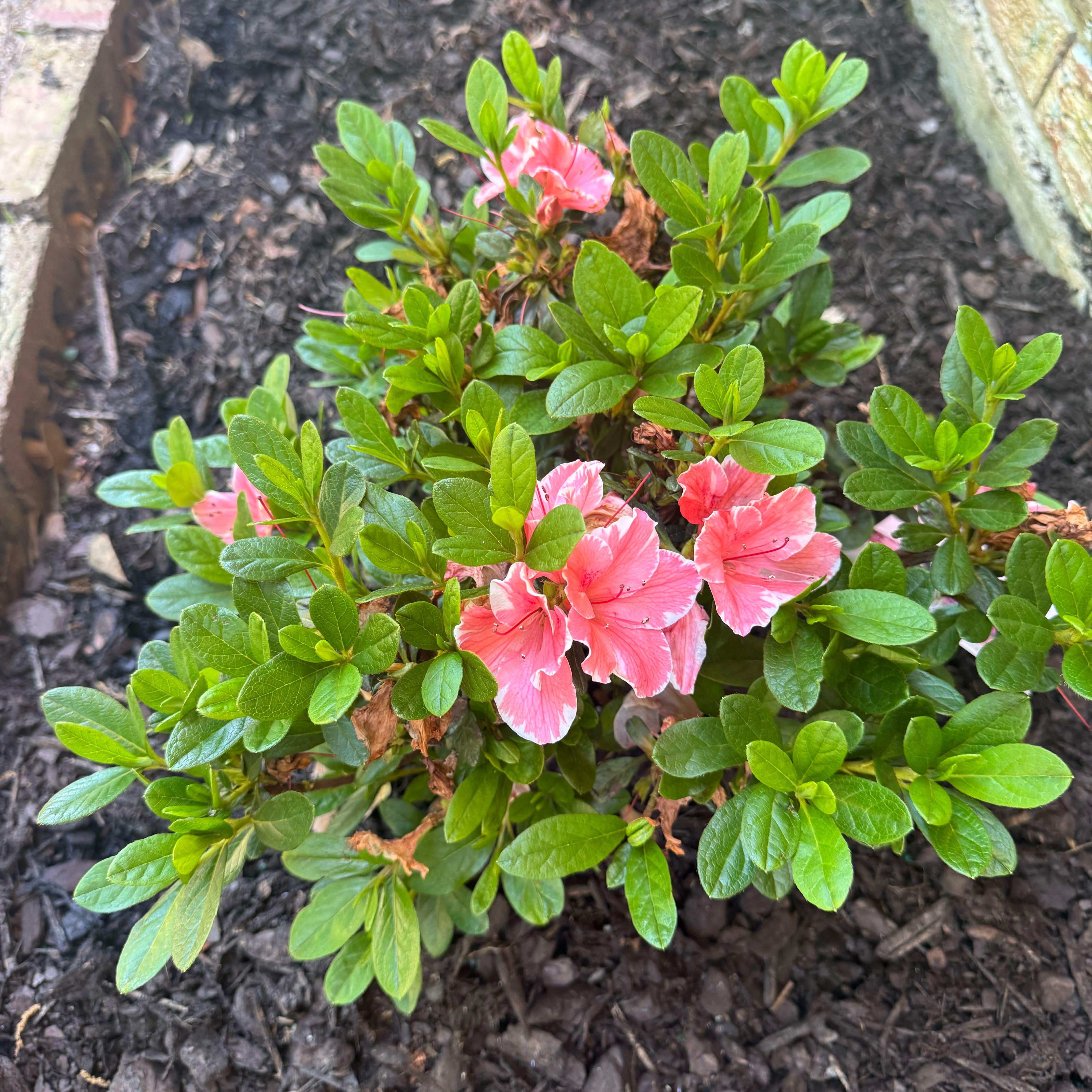 Photo of the plant species Flame Azalea by @Sassygiraffe named Bella on Greg, the plant care app