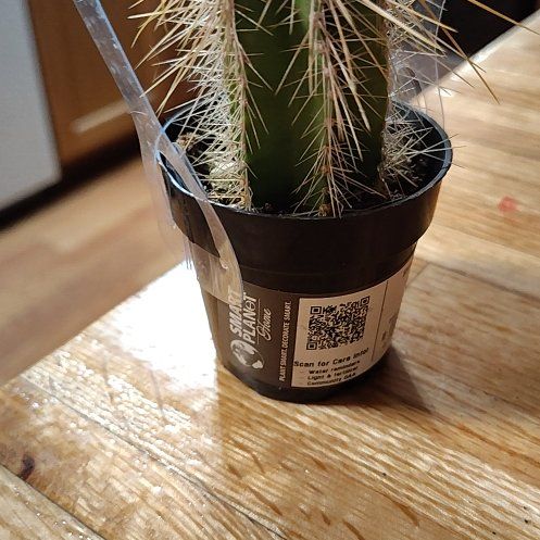 Photo of the plant species Stenocereus dumortierii by @JauntyChia20 named Achilles on Greg, the plant care app