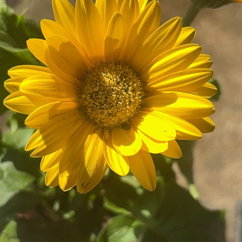 Photo of the plant species Festival Lemon Yellow Gerbera Daisy by @ZealViszsla47 named Harry on Greg, the plant care app