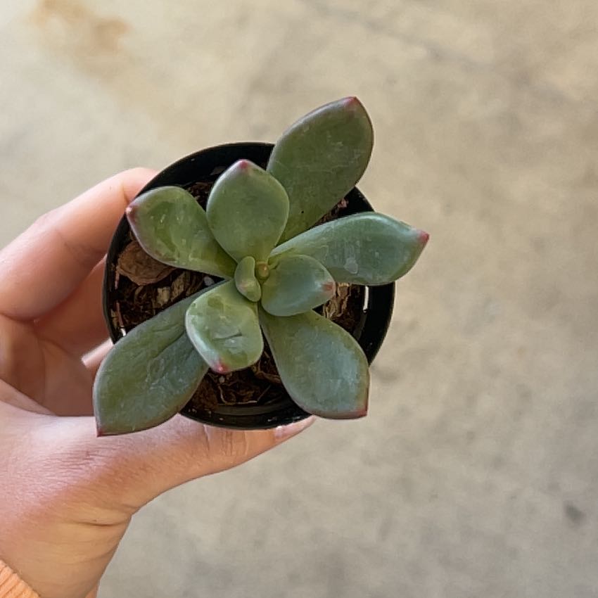 Photo of the plant species Pachyveria 'Royal Flush' by @FreePothos84 named Queen on Greg, the plant care app