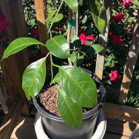 Photo of the plant species Owari Satsuma Tree by @GodsendRutabaga named Anne on Greg, the plant care app