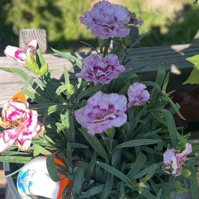 Photo of the plant species Border Carnation by @GodsendRutabaga named Plato on Greg, the plant care app