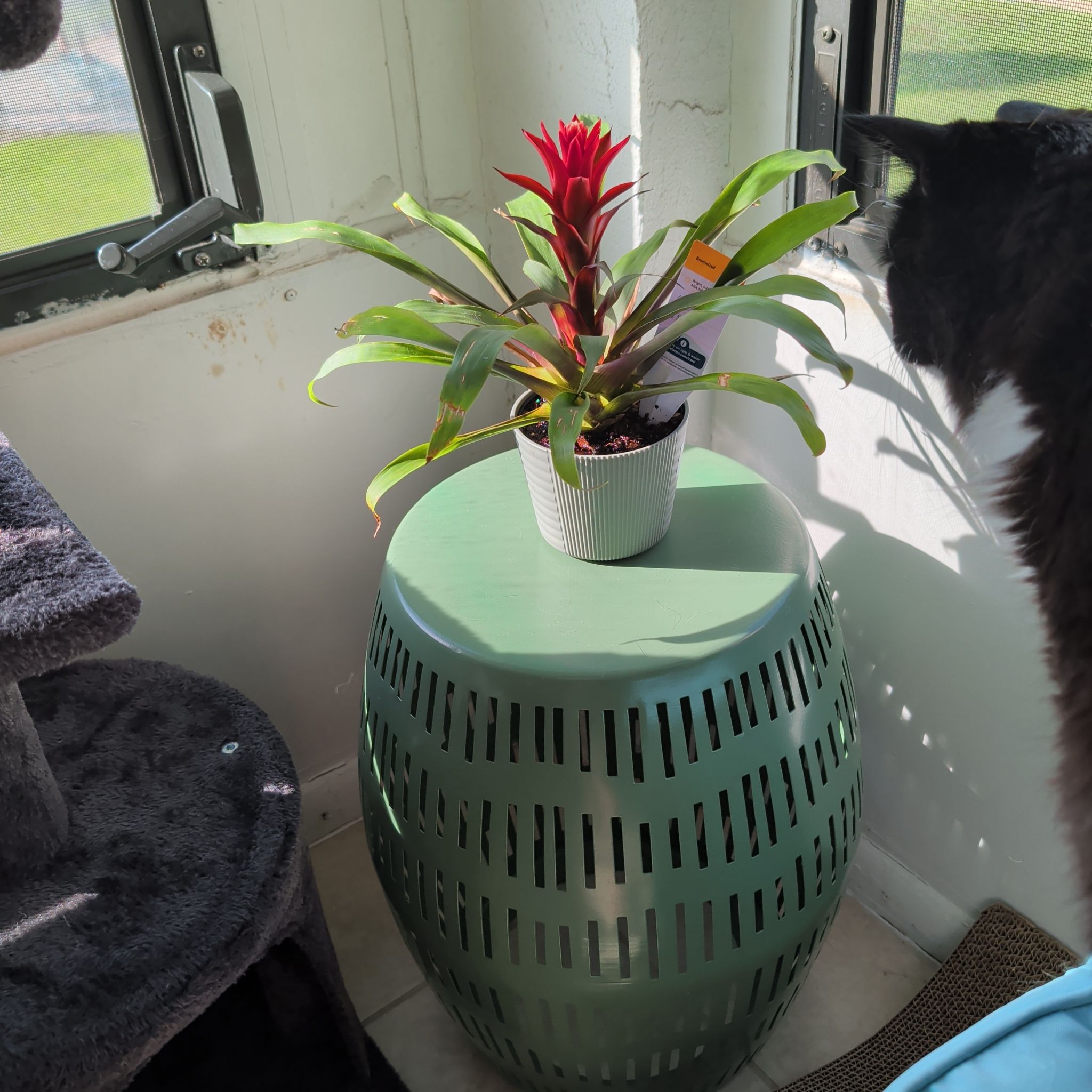 Photo of the plant species Scarlet Star by @ZingBogwillow14 named Ed Sheeran on Greg, the plant care app