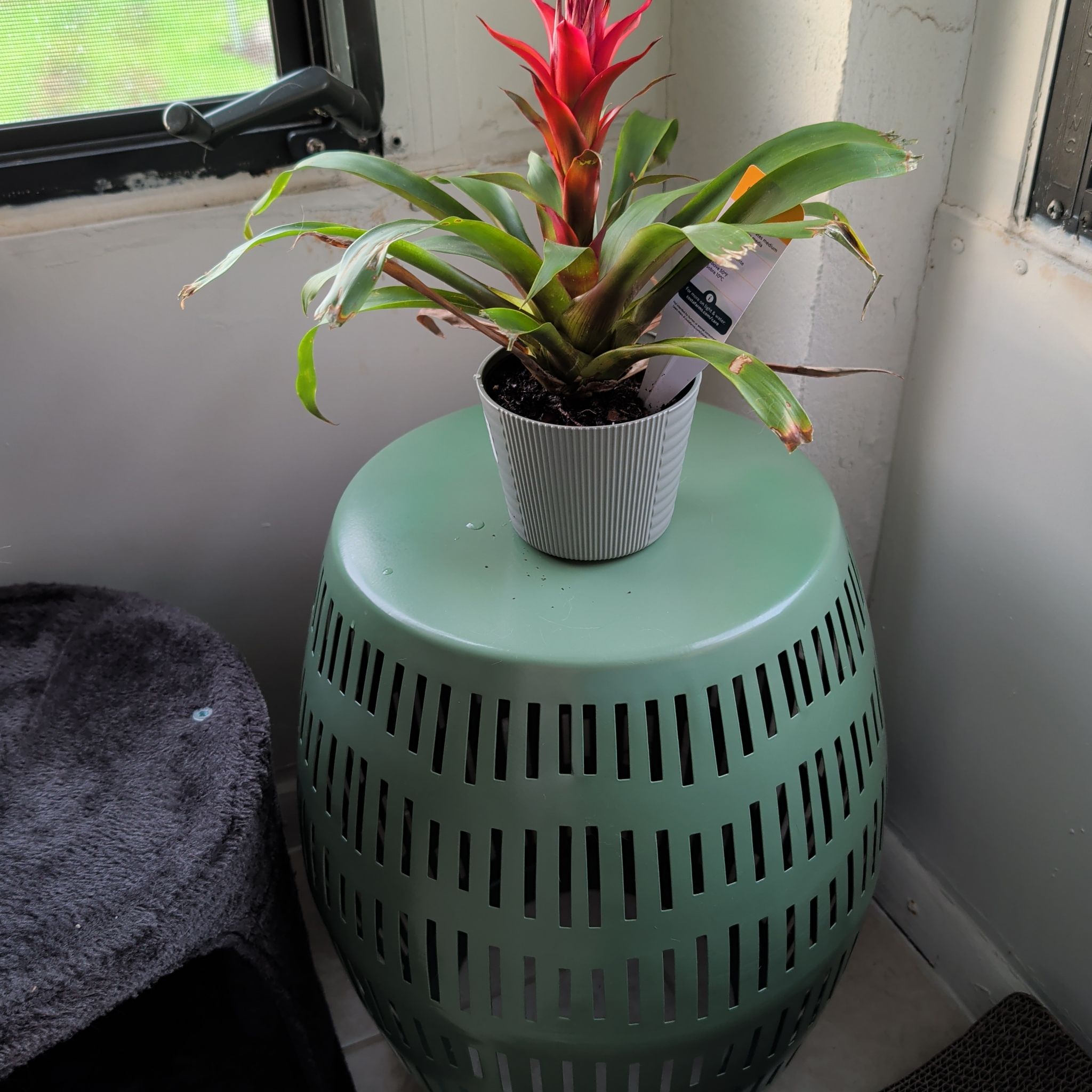 Photo of the plant species Scarlet Star by @ZingBogwillow14 named Ed Sheeran on Greg, the plant care app