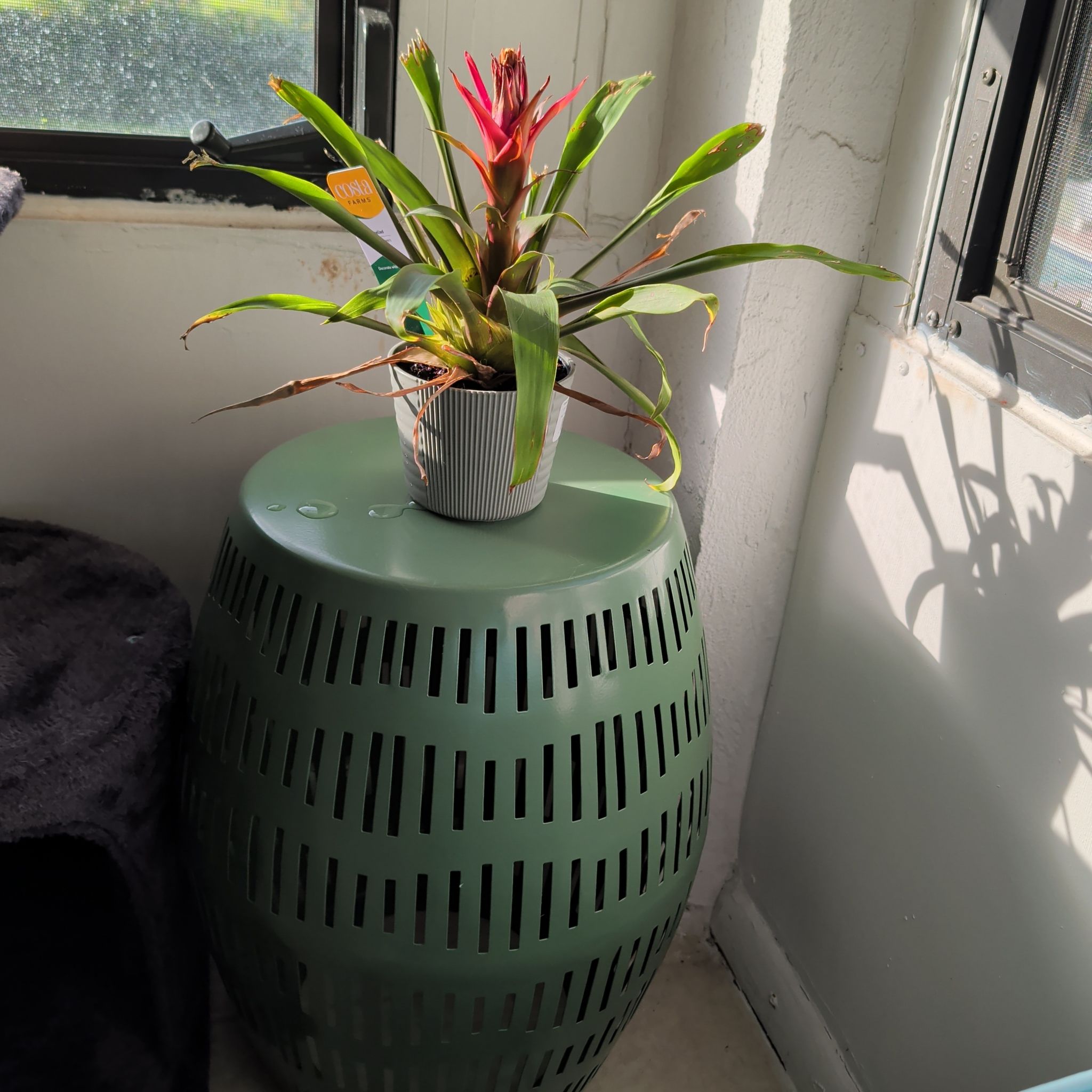 Photo of the plant species Scarlet Star by @ZingBogwillow14 named Ed Sheeran on Greg, the plant care app