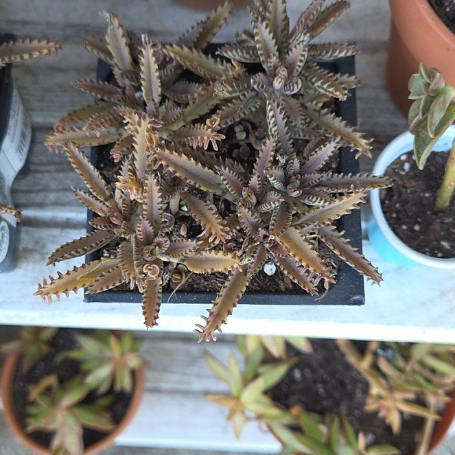 Photo of the plant species Houghton's Hybrid by @GoodyBibi63 named Bigleef Smalls on Greg, the plant care app