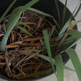 Photo of the plant species Spanish Dagger by @ChampPatchouli named Drake on Greg, the plant care app