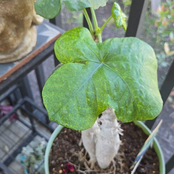 Photo of the plant species Buddha Belly Plant by @KnightLoquat92 named Terra on Greg, the plant care app