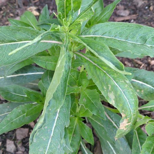 Photo of the plant species Common Evening-Primrose by @NewMakura87 named Duke on Greg, the plant care app