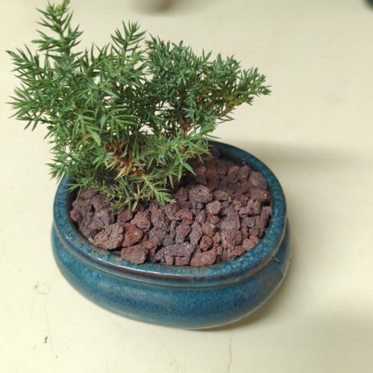 Photo of the plant species Japanese Juniper Bonsai by @SubstantRye11 named Nemo on Greg, the plant care app