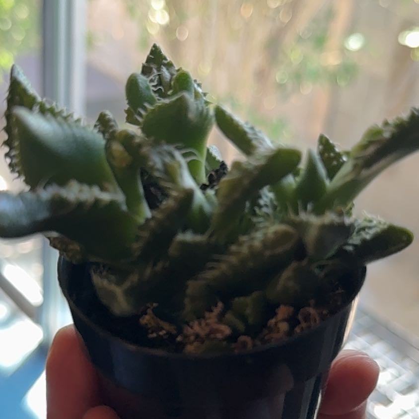 Photo of the plant species Pebbled Tiger Jaws by @HotProlifica21 named Demi on Greg, the plant care app