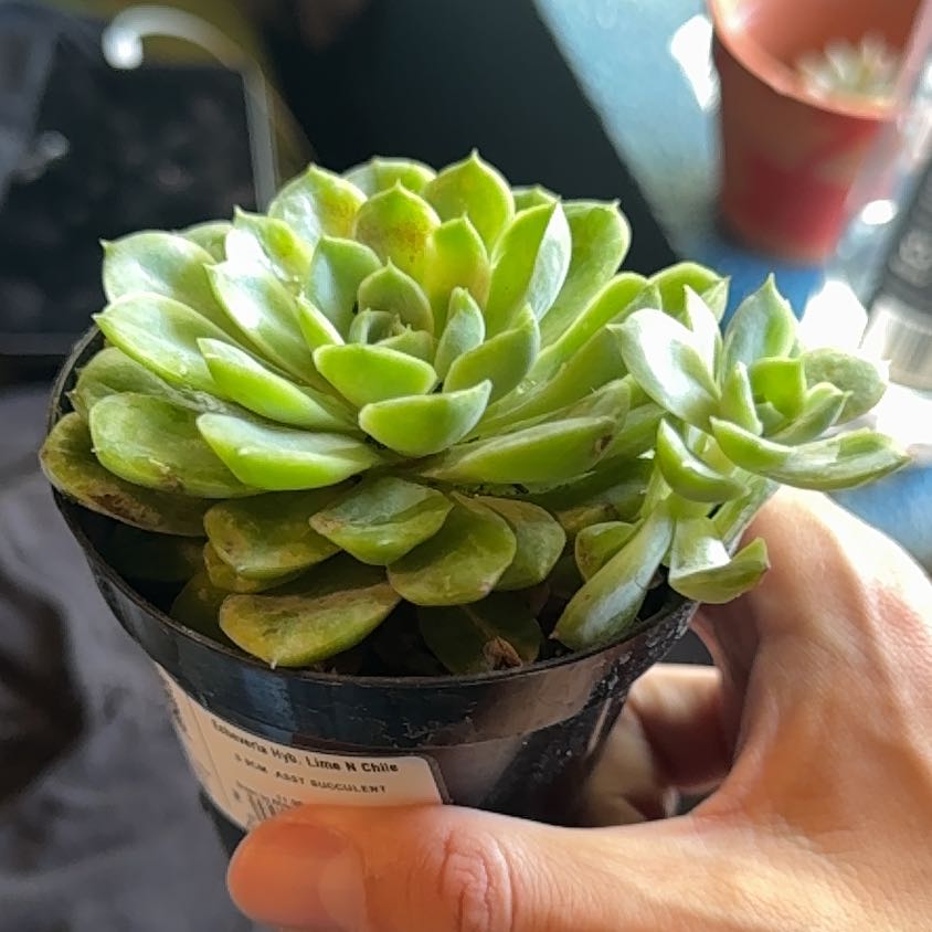 Photo of the plant species Lime N Chile by @HotProlifica21 named Clooney on Greg, the plant care app