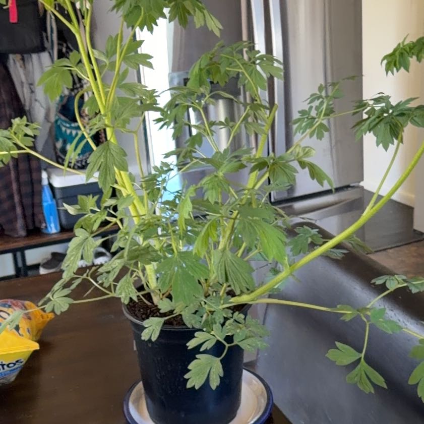 Photo of the plant species Bleeding Heart by @CommandingMum80 named Osmo on Greg, the plant care app
