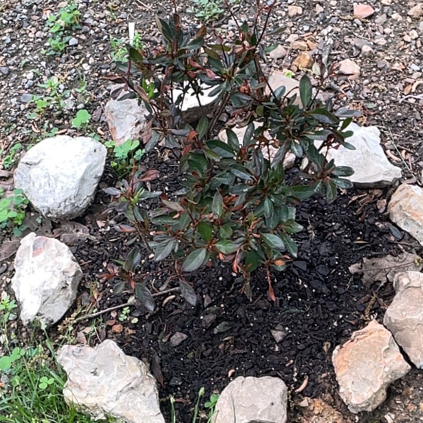 Photo of the plant species Rhododendron 'Encore Autumn Fire' by @DefiantSedum40 named LiloStitch on Greg, the plant care app