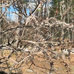 Photo of the plant species Coastal Sweet Pepperbush by @NewGerbera90 named Madonna on Greg, the plant care app