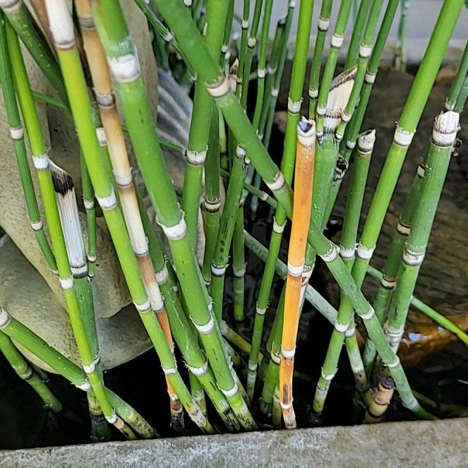 Photo of the plant species Common Scouring-Rush by @FirstrateKoa79 named Lola on Greg, the plant care app