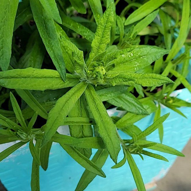 Photo of the plant species False Daisy by @FirstrateKoa79 named Khaleesi on Greg, the plant care app