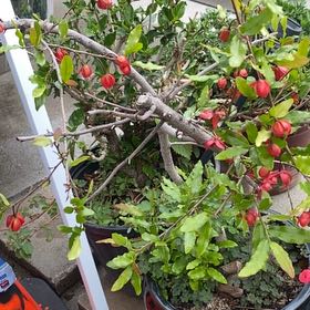 Photo of the plant species Mai Flower Tree by @VividFeverfew30 named Daphne on Greg, the plant care app