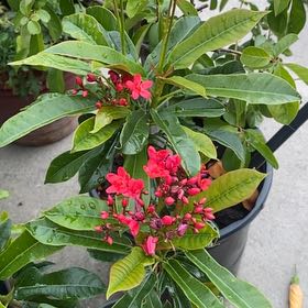 Photo of the plant species Spicy Jatropha by @VividFeverfew30 named Miley on Greg, the plant care app