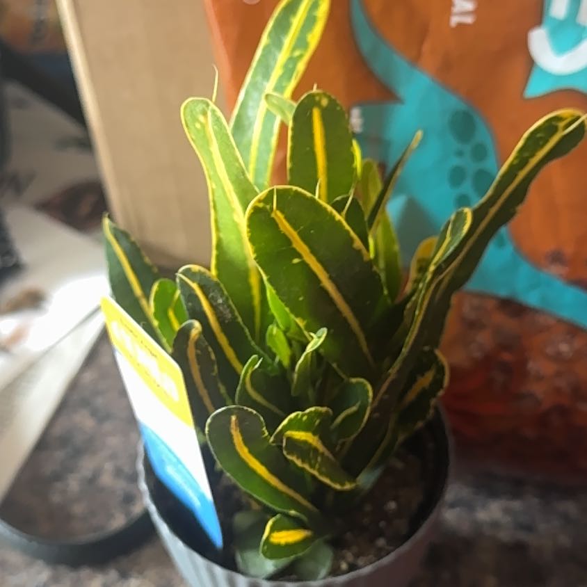 Photo of the plant species Banana Croton by @KindBlueelf61 named Willow on Greg, the plant care app