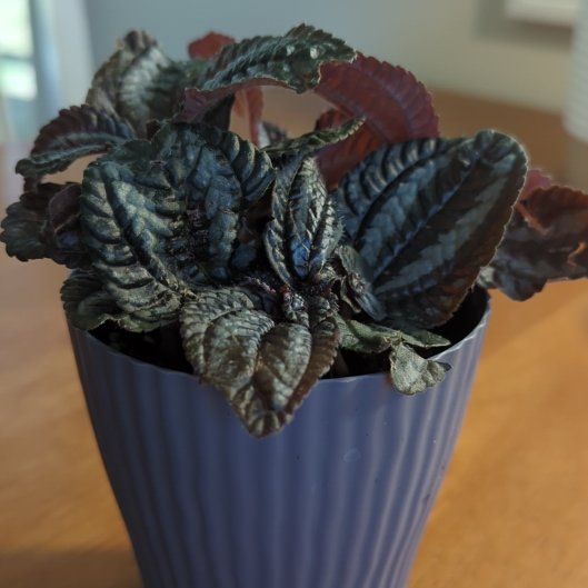 Photo of the plant species Pilea by @ProOkra16 named Barb on Greg, the plant care app
