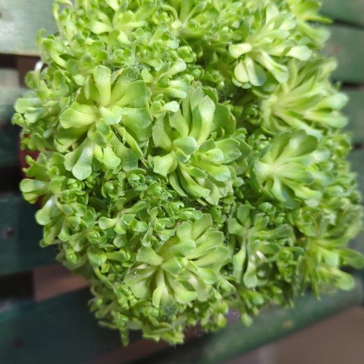 Photo of the plant species Rosularia platyphylla by @ProOkra16 named Emerson on Greg, the plant care app