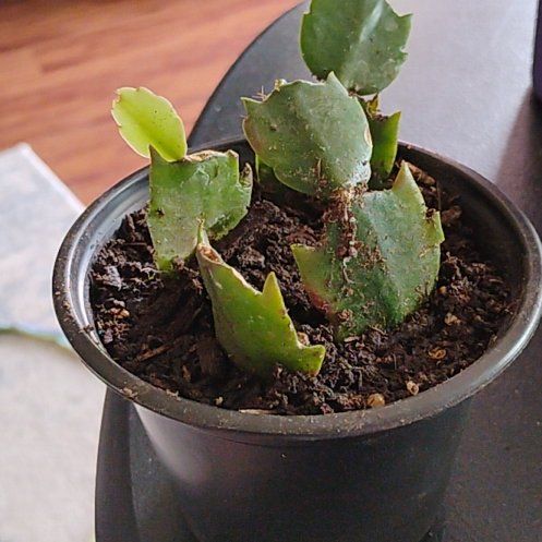 Photo of the plant species Thanksgiving Cactus by @UrbaneCatnip94 named Anne on Greg, the plant care app