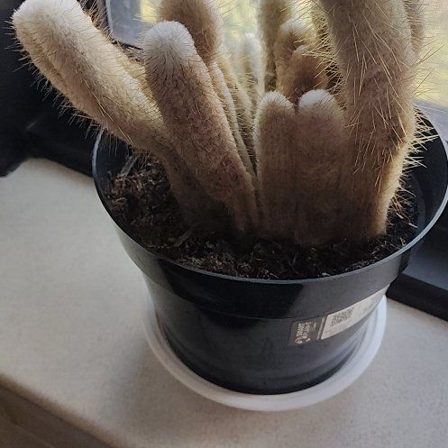 Photo of the plant species Peruvian Old Lady Cactus by @OodlesElkweed22 named Old Lady on Greg, the plant care app