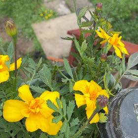 Photo of the plant species Dwarf Marigold by @FabBeech49 named Mollie on Greg, the plant care app