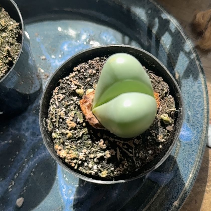 Photo of the plant species Argyroderma spp. by @PetiteCentro14 named Sol on Greg, the plant care app