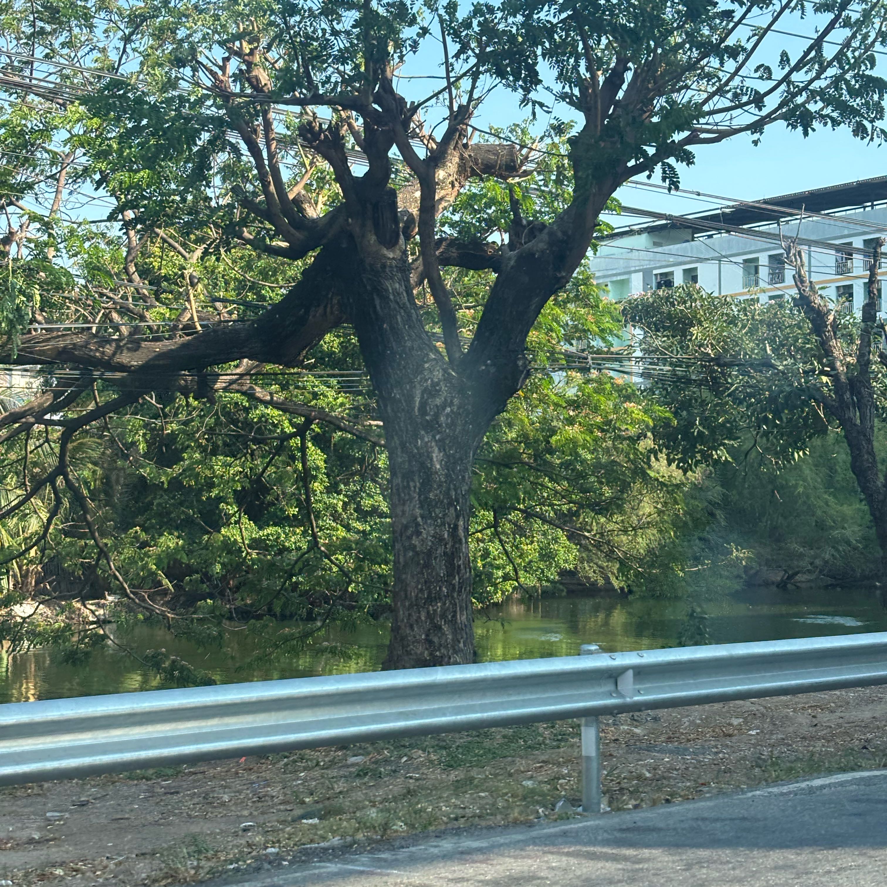 Photo of the plant species Gumbo-Limbo by @SublimeTomato6 named Ulysses S Plant on Greg, the plant care app