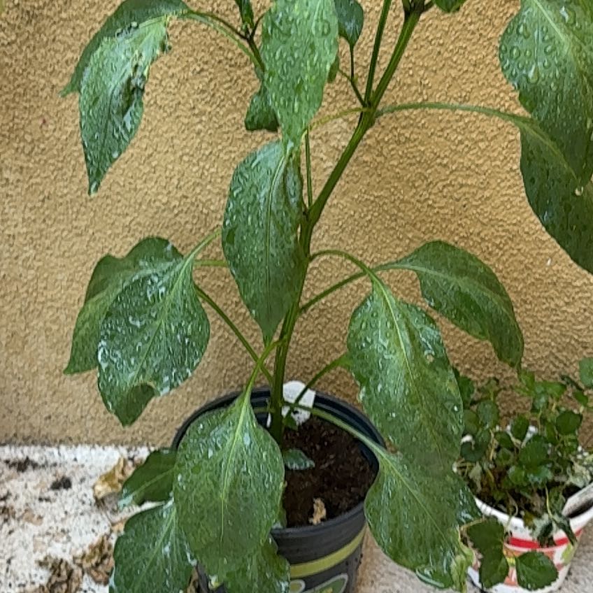 Photo of the plant species Giant Jalapeno Pepper by @AwakeCacto44 named Drake on Greg, the plant care app