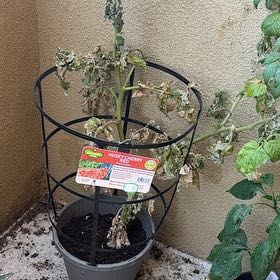 Photo of the plant species Husky Cherry Red Tomato by @AwakeCacto44 named Plato on Greg, the plant care app