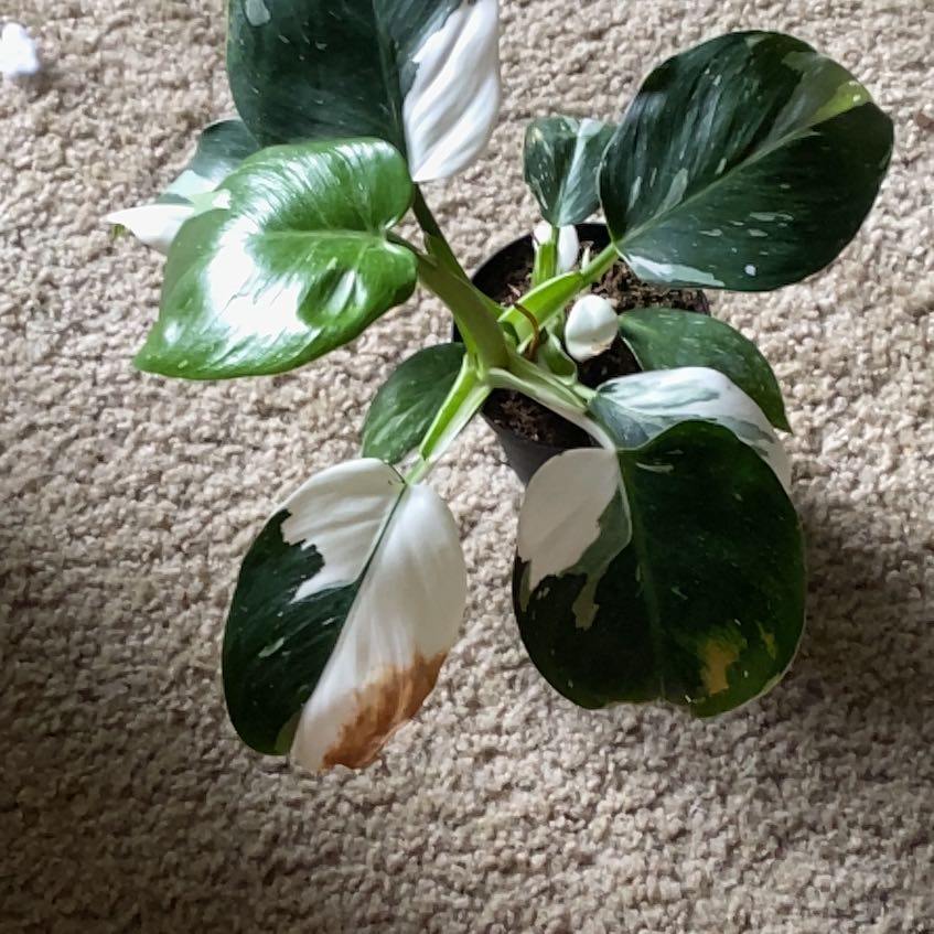 Photo of the plant species White Wizard by @ArtisanBalsam82 named Gregarious on Greg, the plant care app