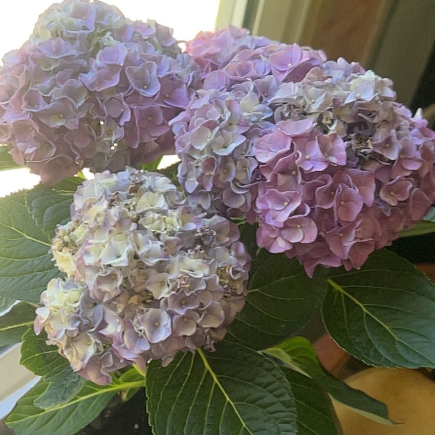 Photo of the plant species Hydrangea 'My Beautiful Delft' by @SpunkyPomelo74 named Marley on Greg, the plant care app