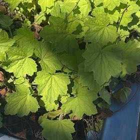 Photo of the plant species Fringe Cup by @MatureAster98 named Harmony on Greg, the plant care app