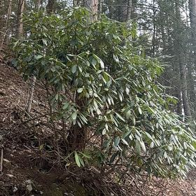 Photo of the plant species Great Laurel by @VastRedfir58 named Bella on Greg, the plant care app