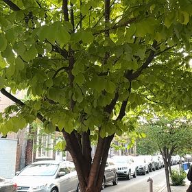 Photo of the plant species Japanese Tree Lilac by @VastRedfir58 named ChloroPhil on Greg, the plant care app