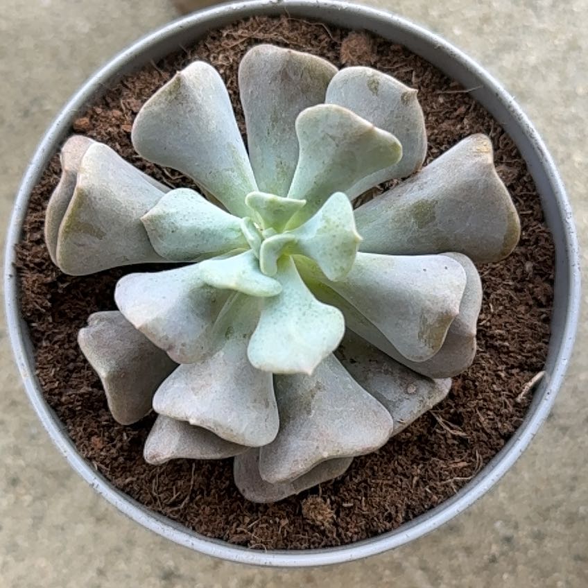 Photo of the plant species Echeveria 'Cubic Frost™' by @JocundBarley3 named Kesha on Greg, the plant care app