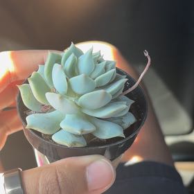 Photo of the plant species Echeveria 'Seraphina' by @FreeCowpea1 named Hamilton on Greg, the plant care app