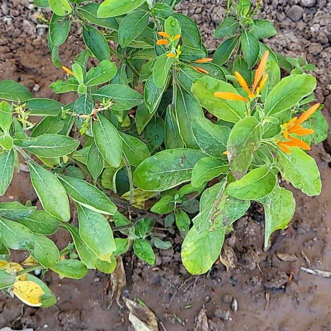 Photo of the plant species Mohintli by @FunnyRedflax9 named Lebron on Greg, the plant care app
